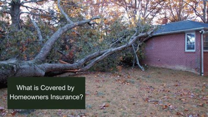Are fallen trees covered by insurance?