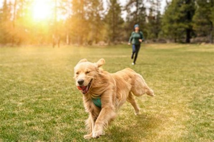 At what age can you take a dog for a walk?