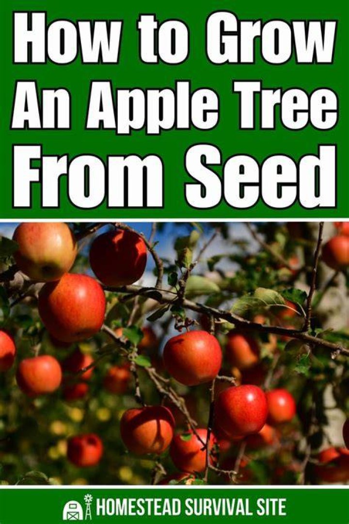 Can you grow an apple tree from a fresh apple seed?