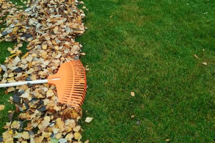 Can you rake leaves for money?