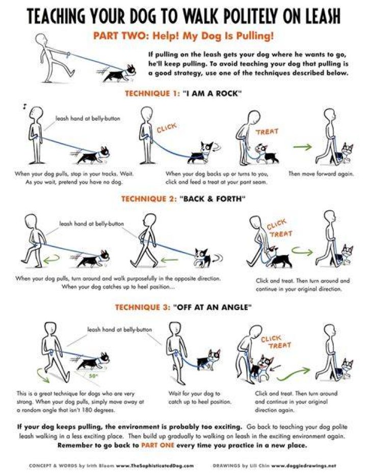 Do you have to train a dog to walk?