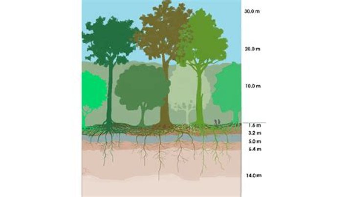 How do environmentalist use the rainforest?