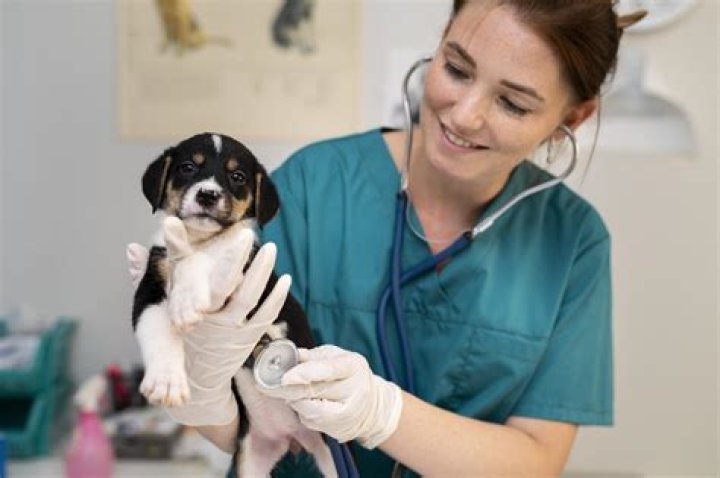 How do I start my child as a vet?