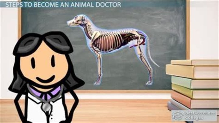 How do you become an animal doctor?
