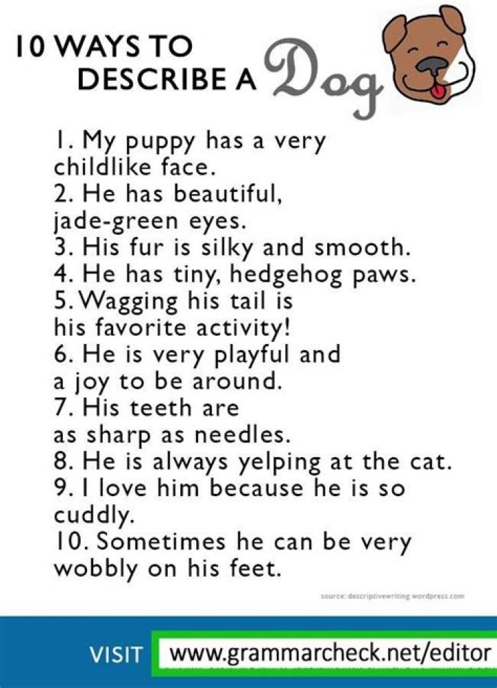 How do you describe a dog walking on a resume?