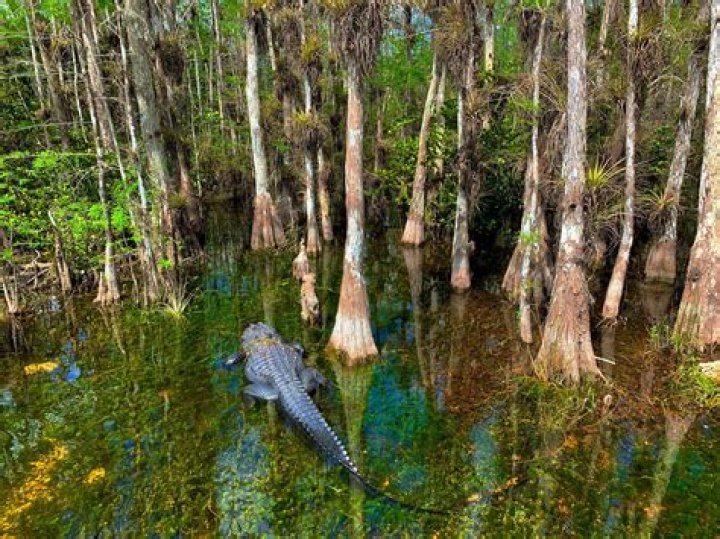 How do you preserve a crocodile?