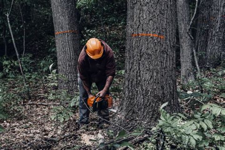 How does selling timber help a private landowner?
