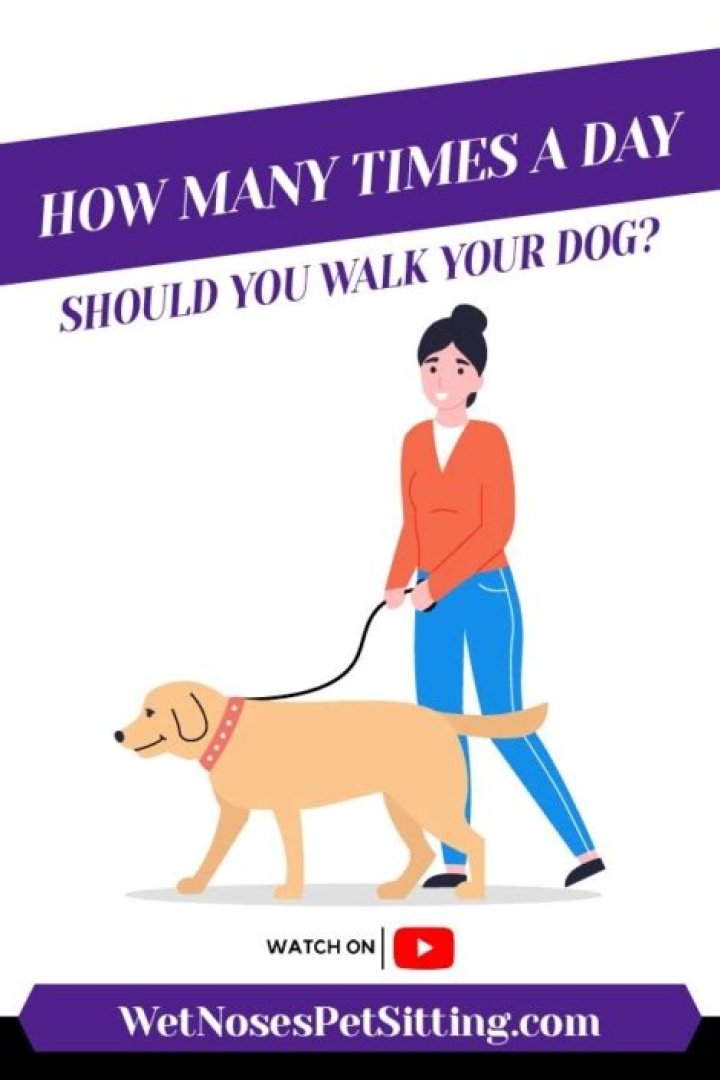 How many hours a day should you walk your dog?