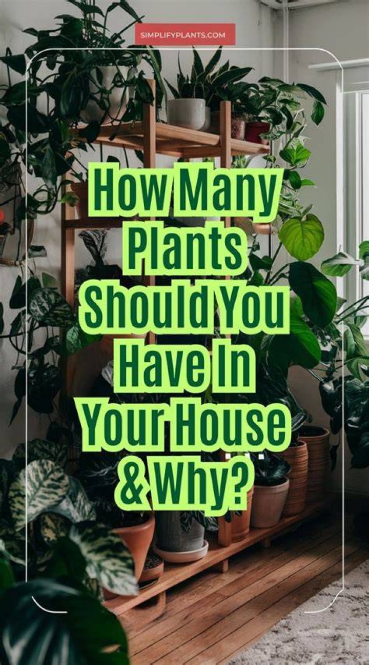 How many plants should you have in your office?