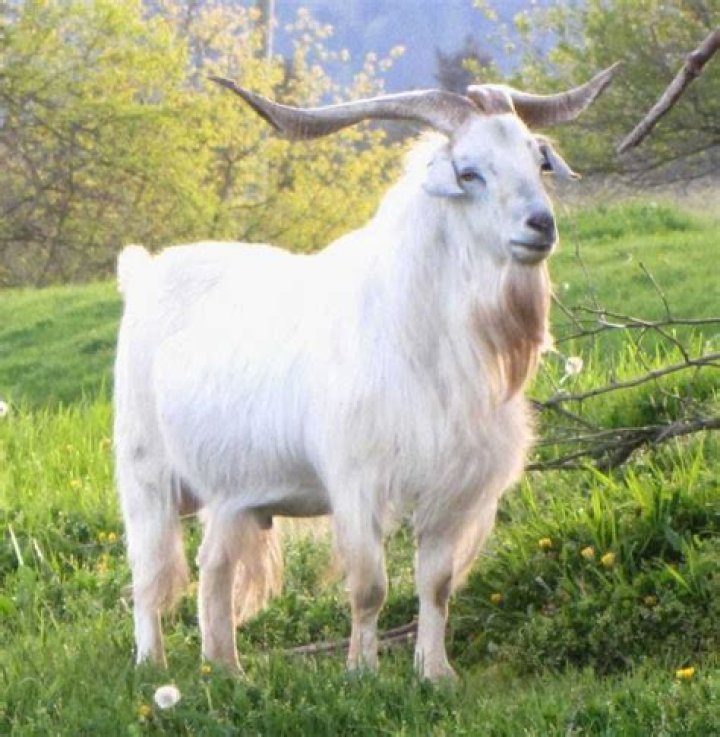 How much is a cashmere goat worth?