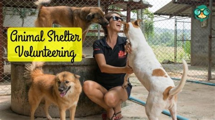 How old do you have to be to volunteer at an animal shelter in San Antonio?