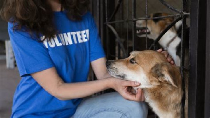 How old do you have to be to volunteer at an animal shelter in Toronto?