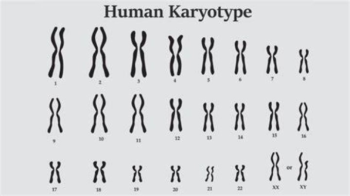 What are karyotypes used for in real life?