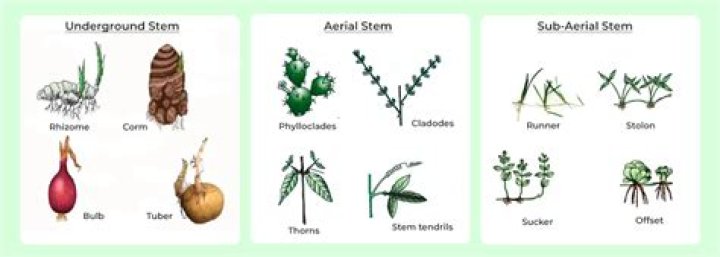 What are the 5 types of modified stems?