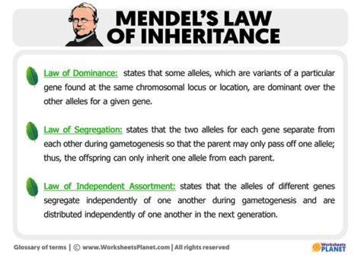 What are the applications of Inheritance?