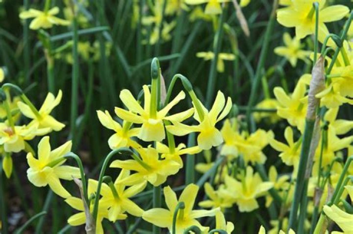 What are the leaves of daffodils called?