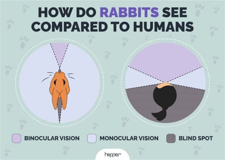 What does rabbits in the headlights mean?