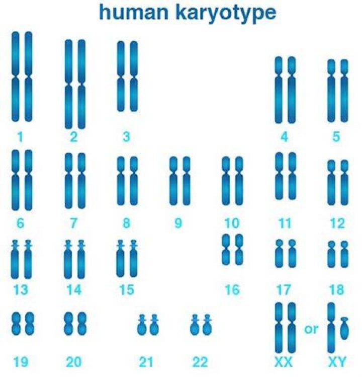 What information is shown by a karyotype?