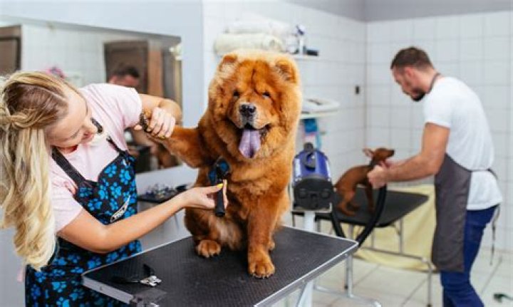 What insurance does a dog groomer need?
