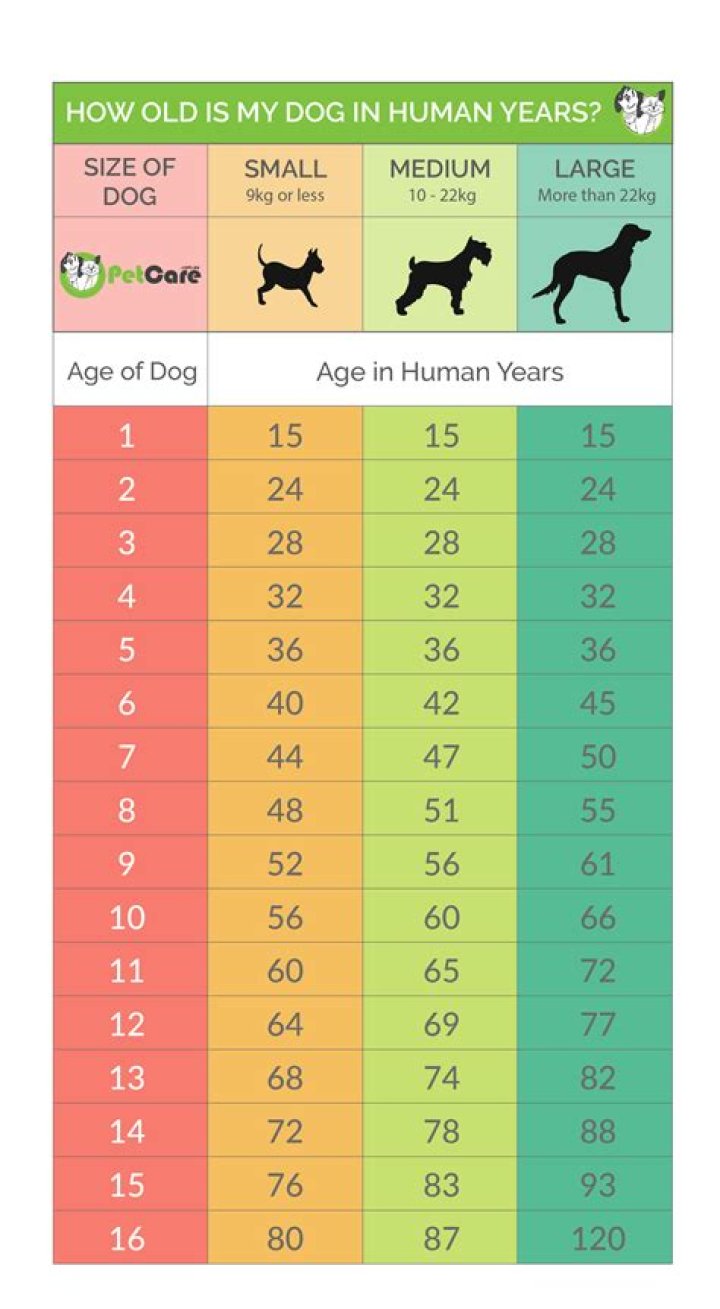 What is a good age dog to adopt?