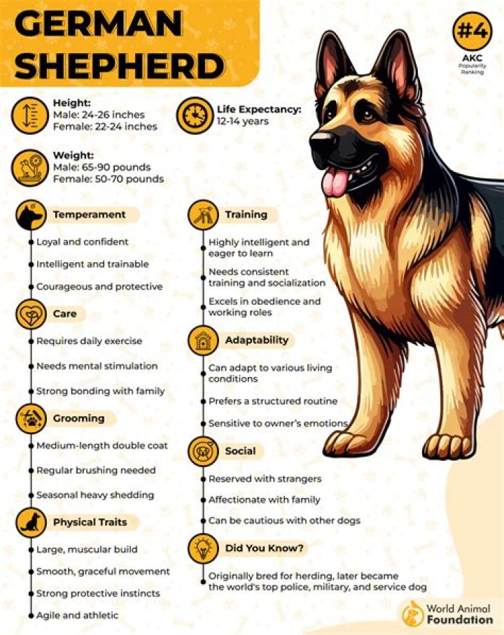 What is the best dog for personal protection?