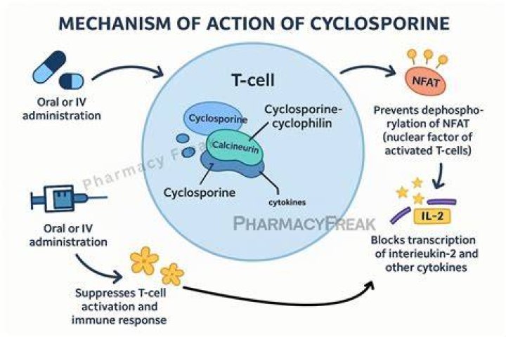What is the function of Cyclosporine A?