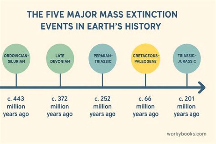 What is the importance of extinction events?