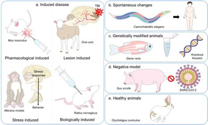 What is the study of animal doctor called?