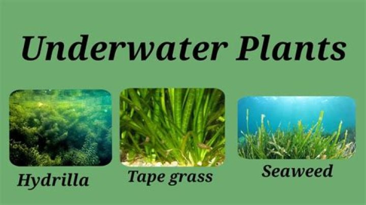 What is the study of underwater plants called?