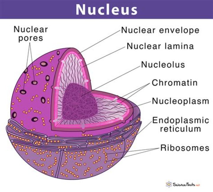 What job does the nucleus do?