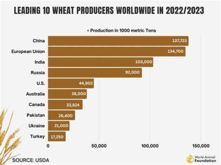 What percentage of wheat is exported?