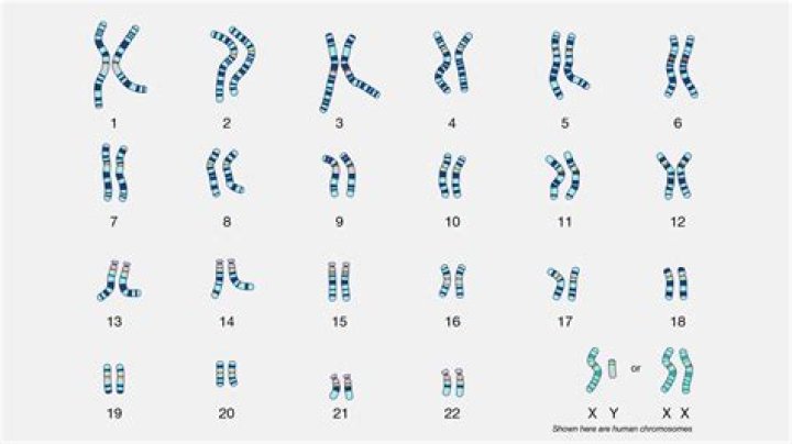 Where do karyotype come from?