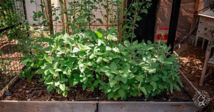 Where is edamame grown in the US?