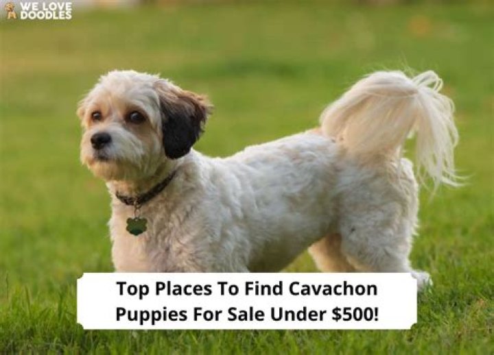 Where is the best place to find a shelter dog?