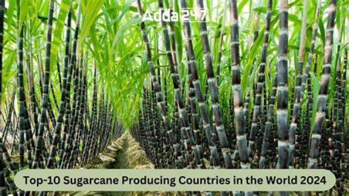 Which country is the largest producer of sugar from sugarcane?