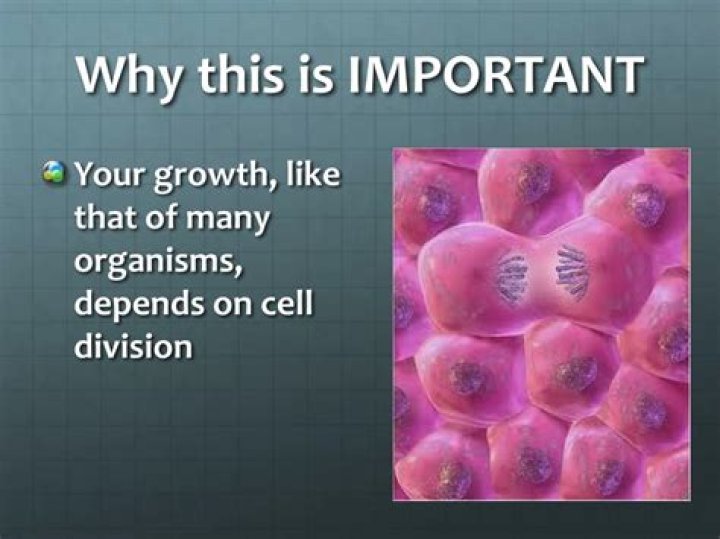 Why is cell division important for growth?