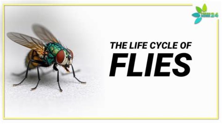 Will house flies leave on their own?