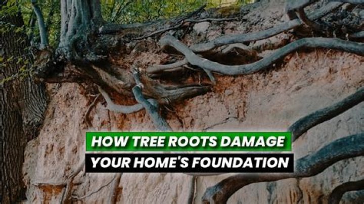 Will insurance cover foundation damage from tree roots?